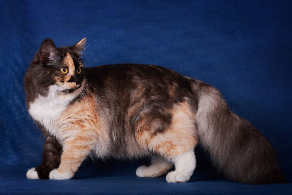 Chat calico - comment choisir un nom