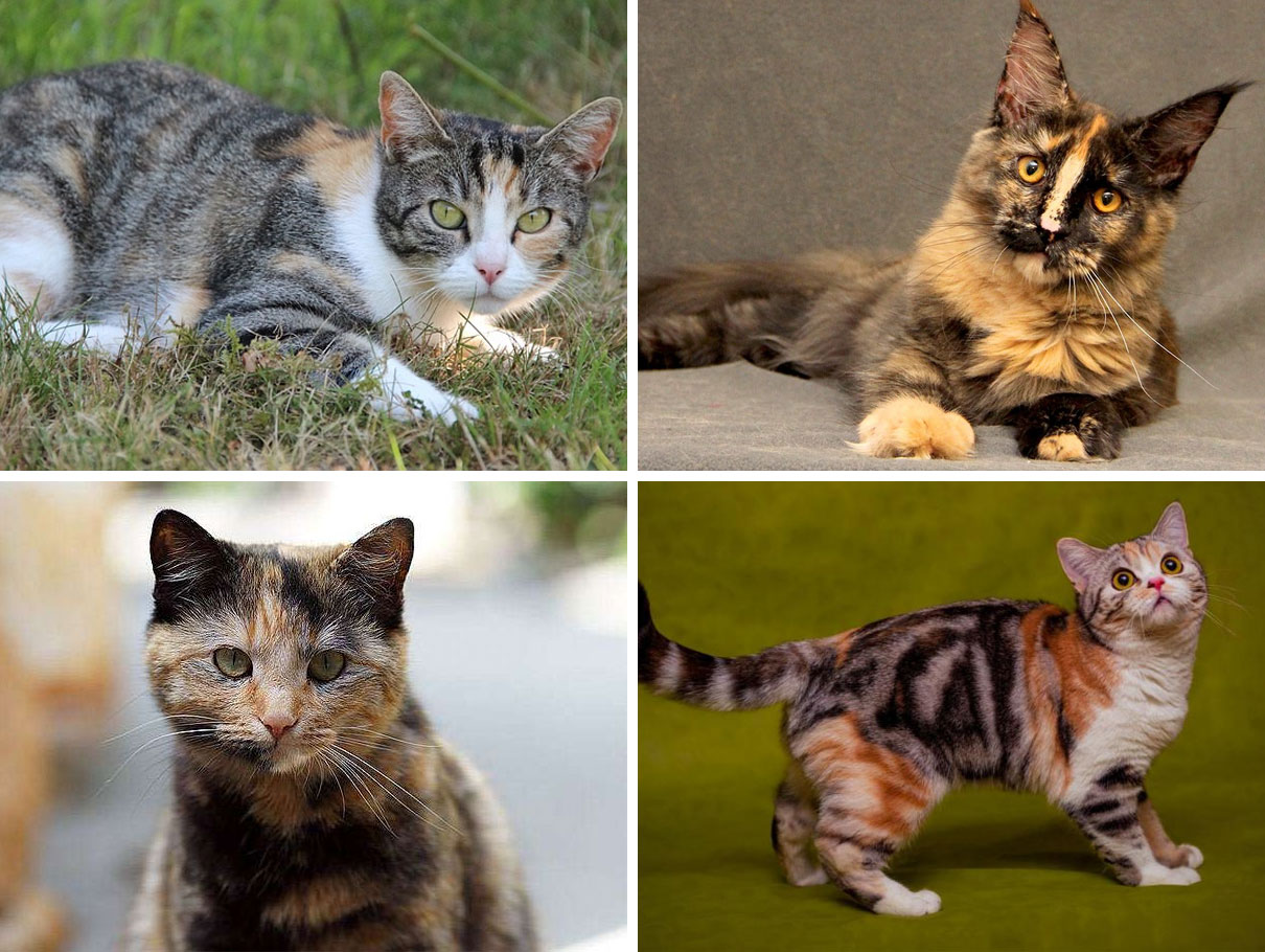 Variations de coloration tricolore chez les chats