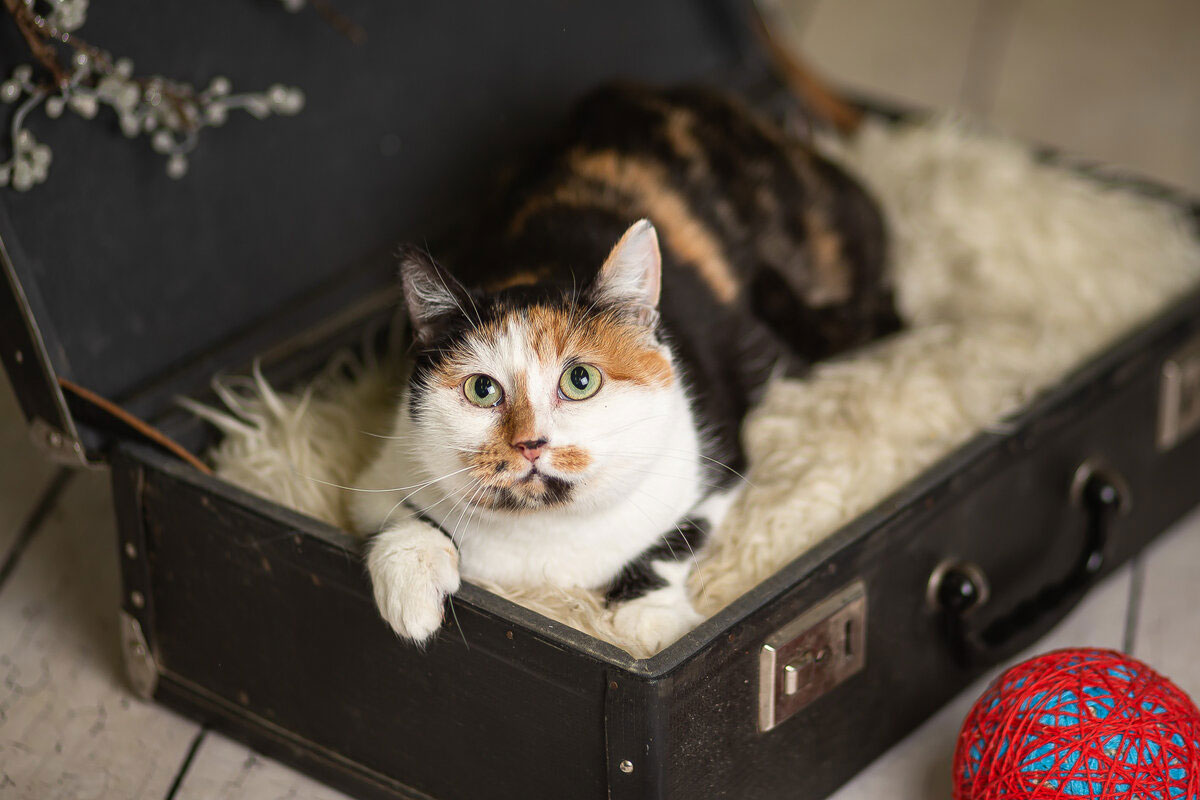 Noms intéressants pour les chats calico