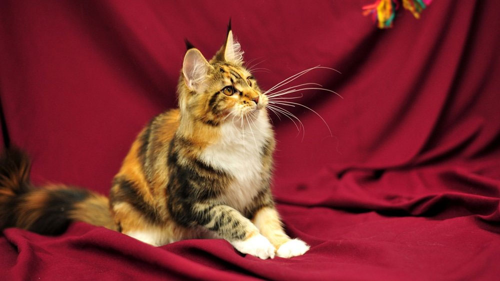 Un chat tricolore à dominante rousse