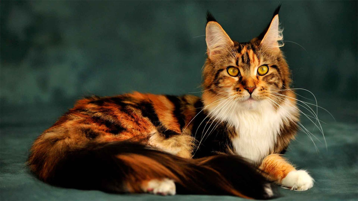 Idées de surnoms pour chats polychromes