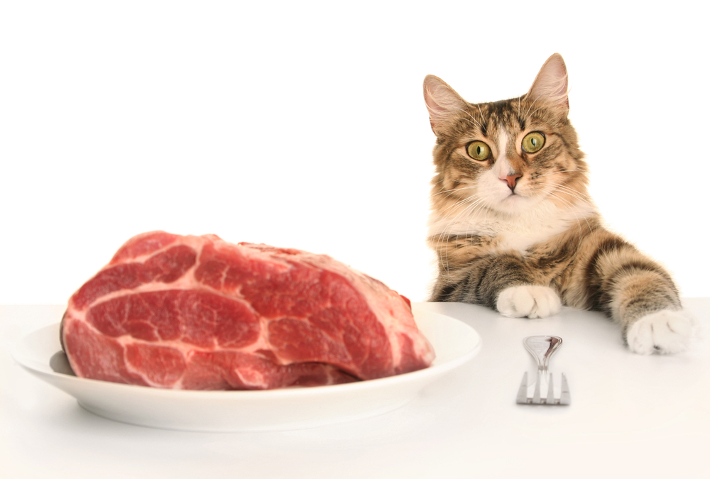 Un morceau de viande dans une assiette et un chat