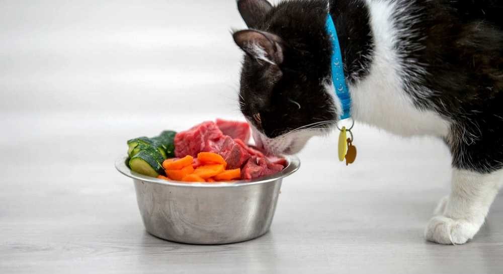 Un chat près d'un bol de viande et de légumes