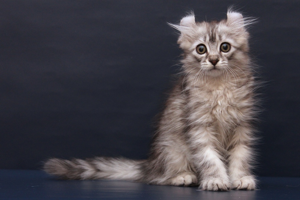 Cheveux longs American Curl