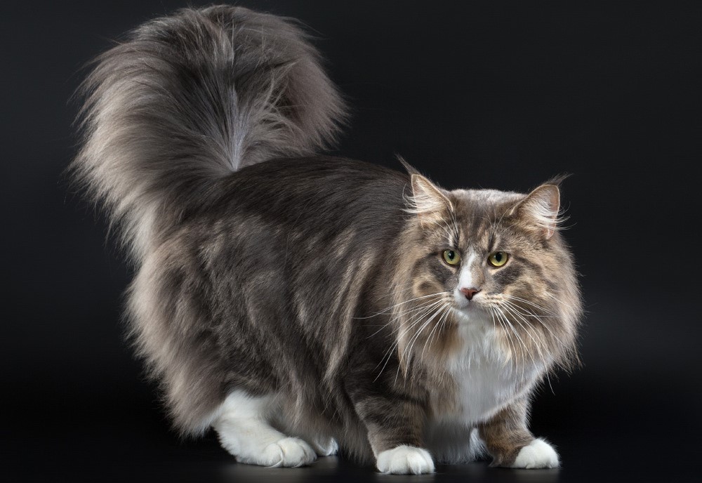 Chat des forêts norvégiennes