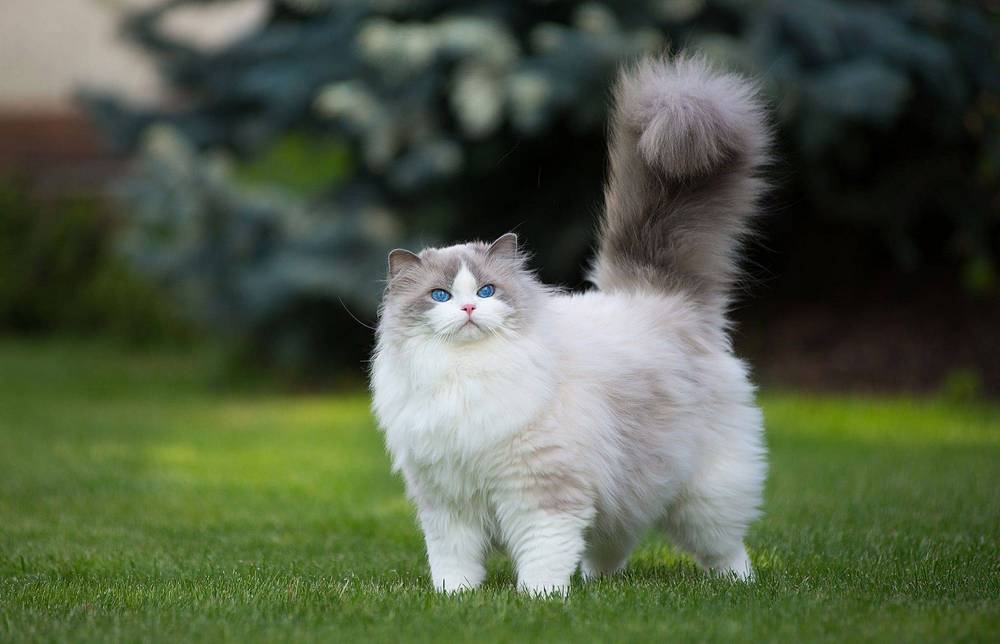 Chat Ragdoll