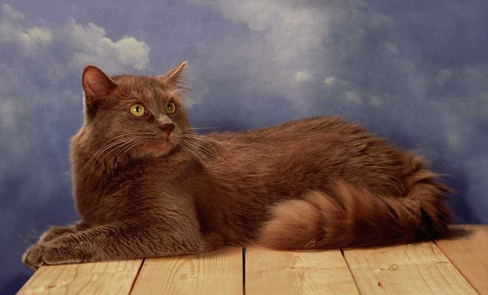 Chat Chantilly-Tiffany