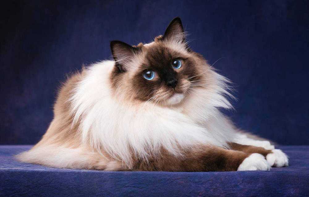 chat birman