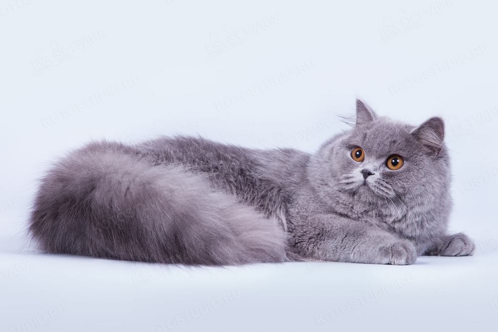 Chat British Longhair