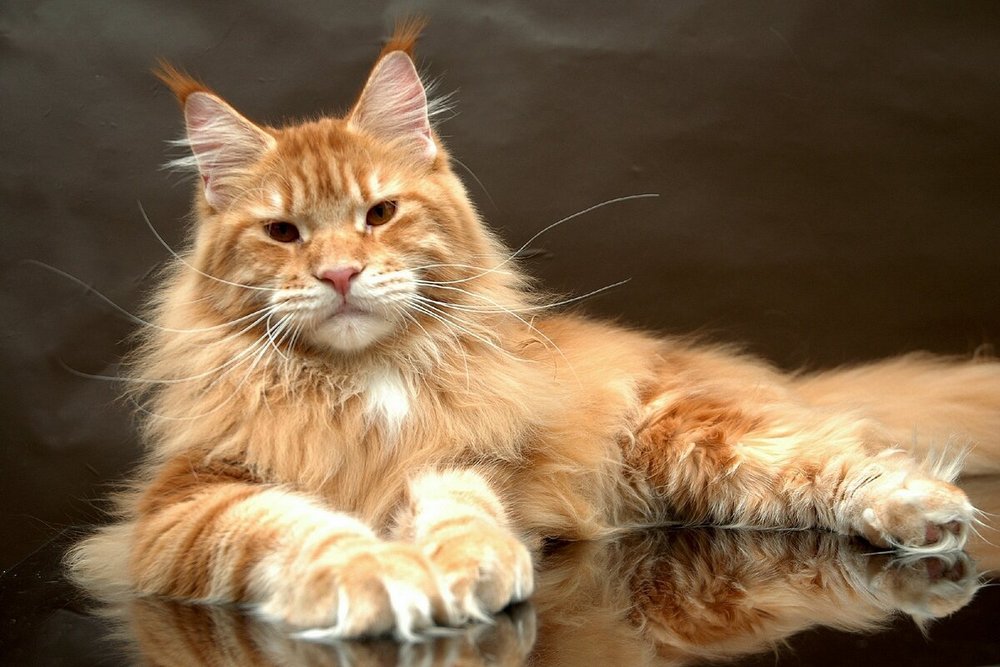 Maine Coon