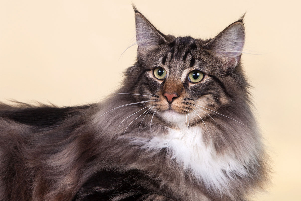 Chat des forêts norvégiennes