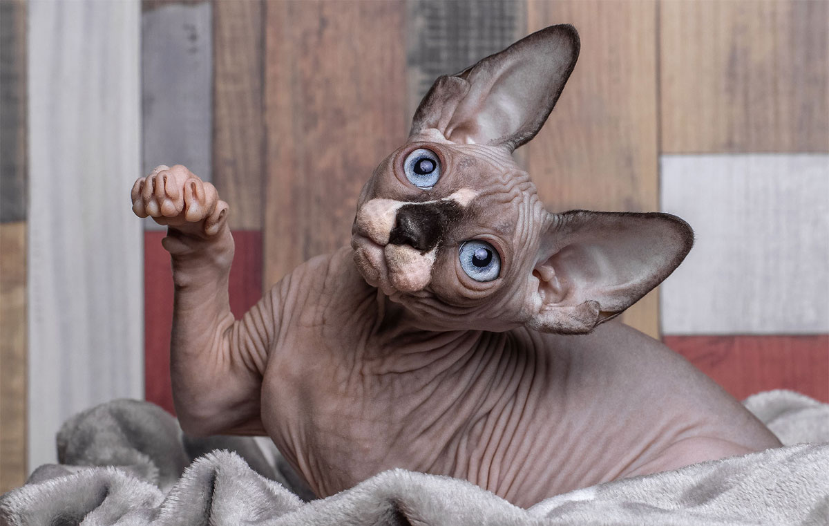 Sphynx canadien