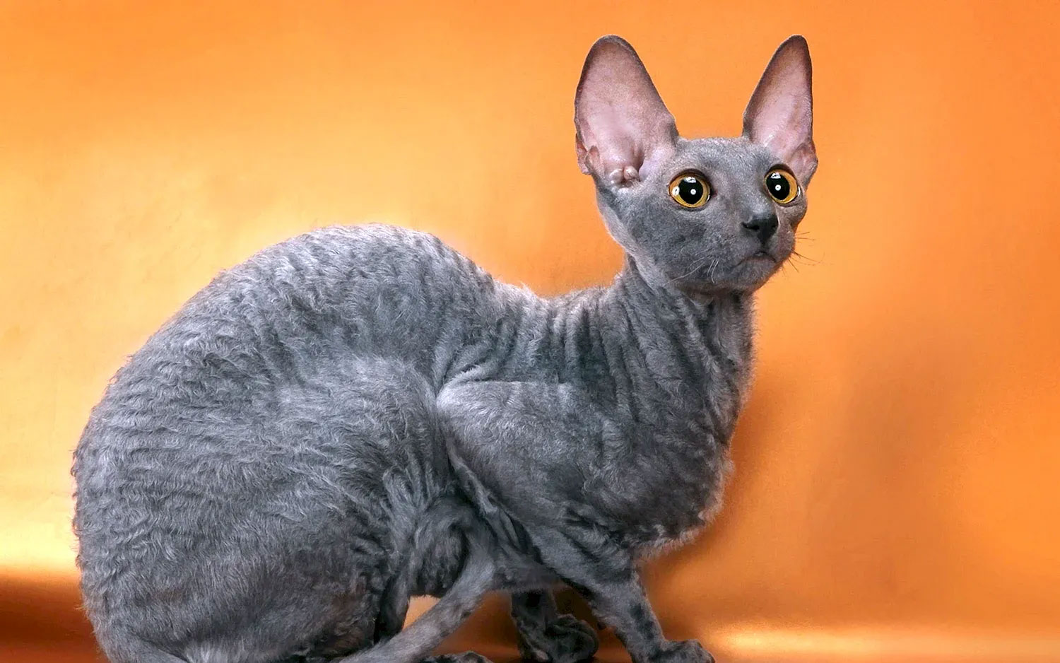 Rex bleu de Cornouailles