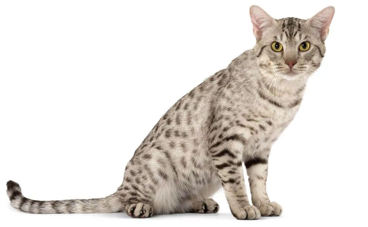 Californie scintillante