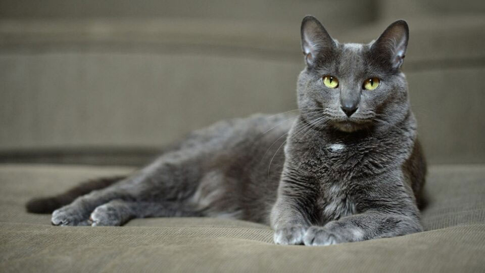 Korat est un chat gris