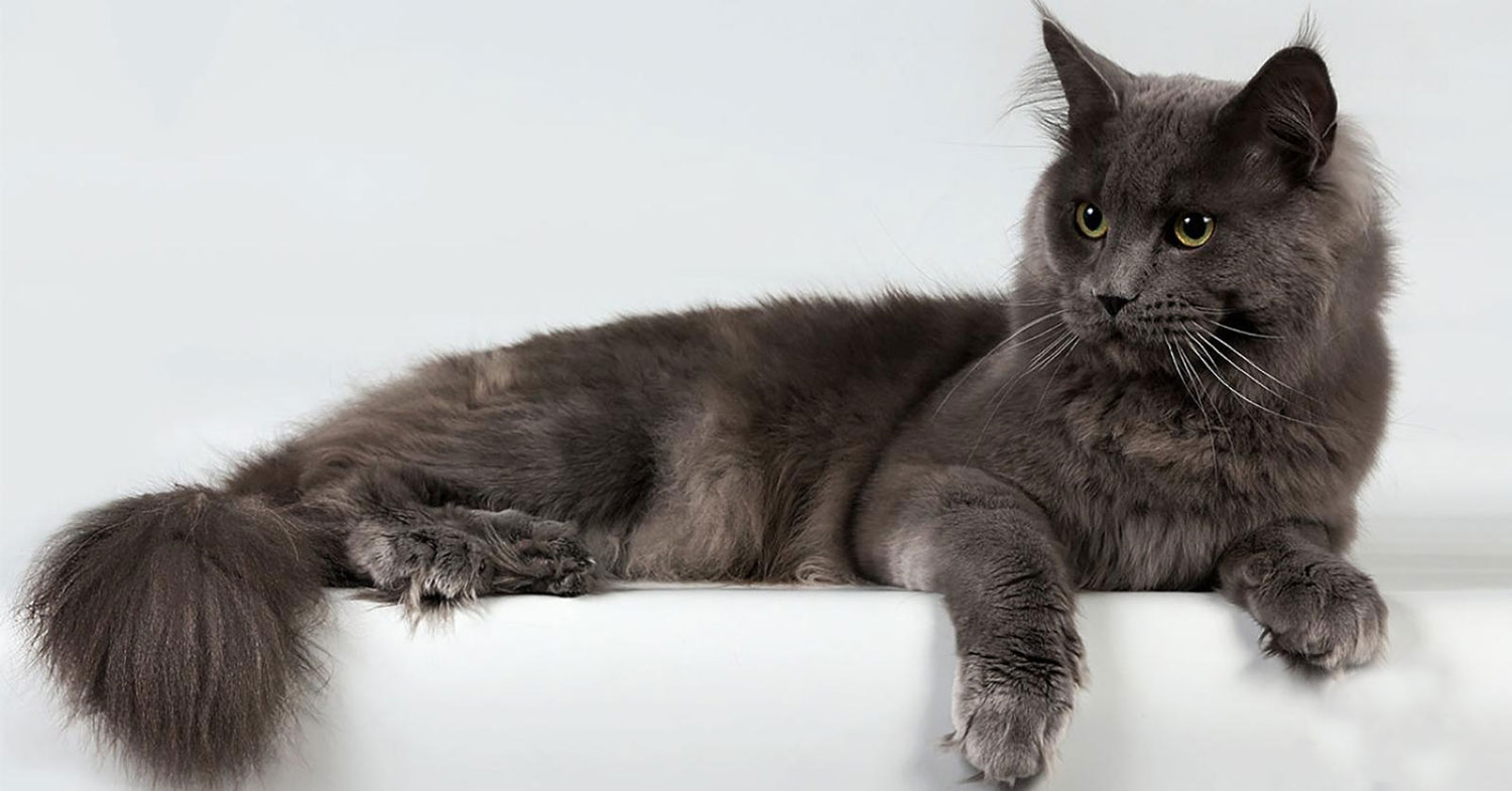 Le Nibelung est une race de chat gris.