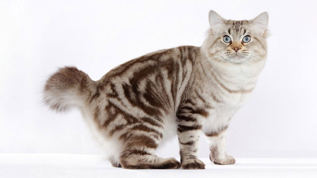 Bobtail américain gris