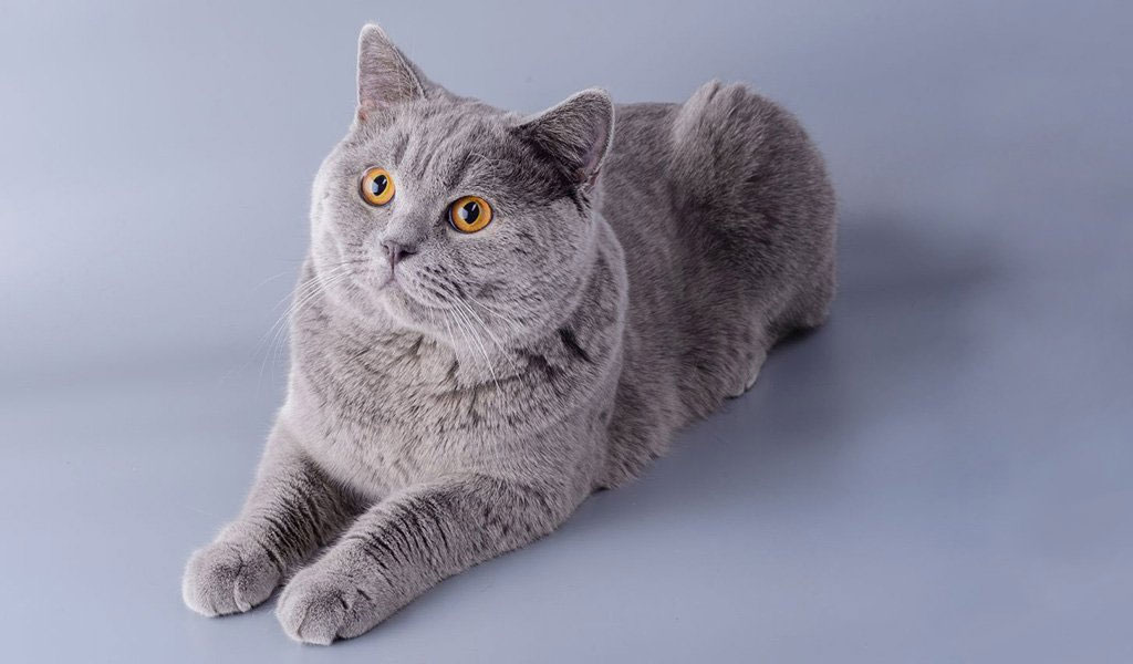 Le Chartreux est une race de chat gris.