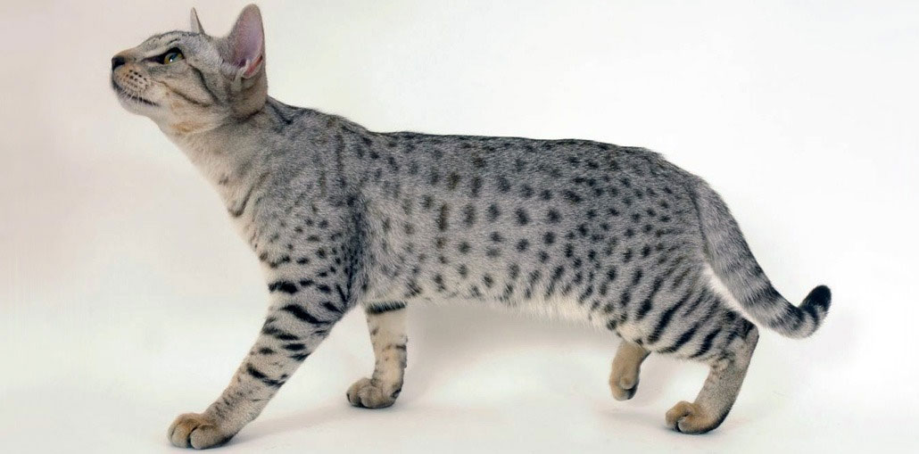 Ocicat