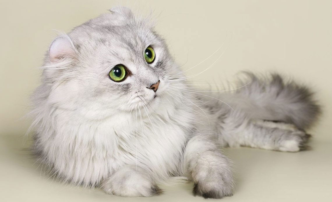 Gray American Curl
