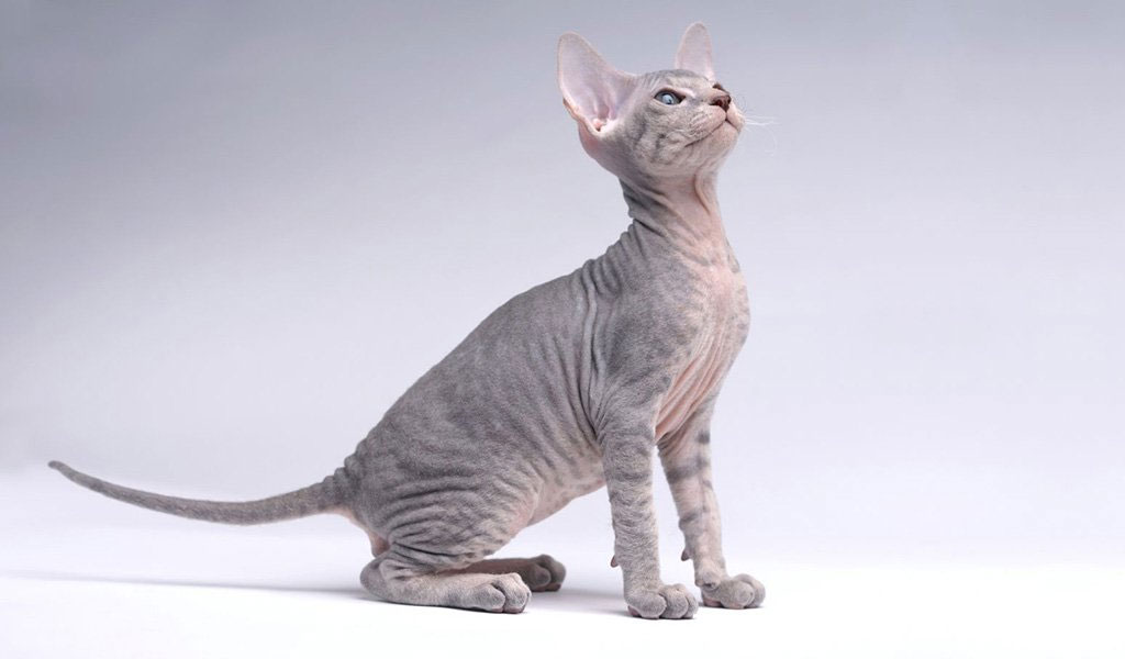 Peterbald gris
