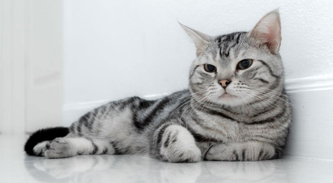 American Shorthair gris
