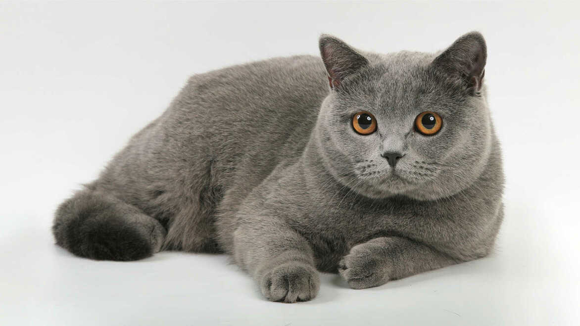 British Shorthair bleu