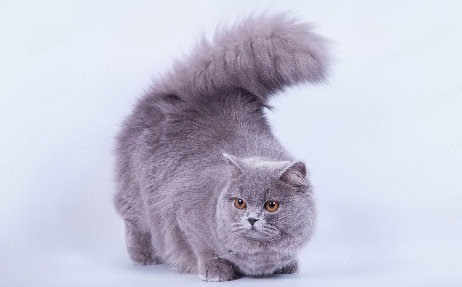 British Longhair bleu