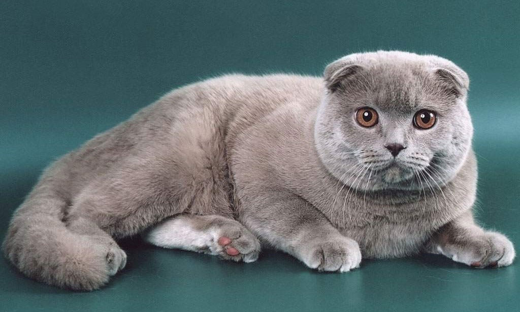 Blue Scottish Fold