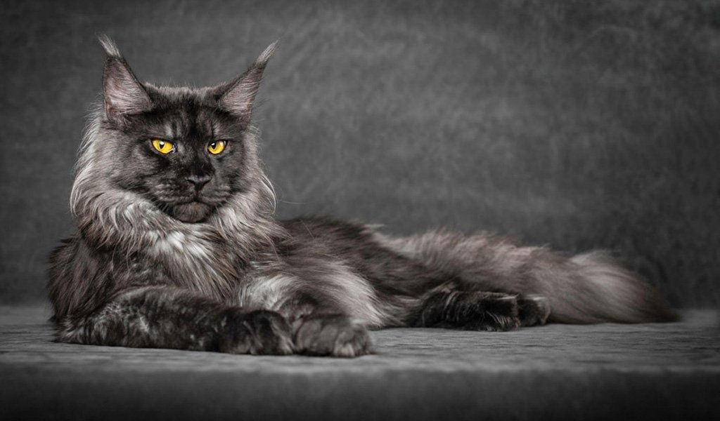 Espérance de vie des chats Maine Coon
