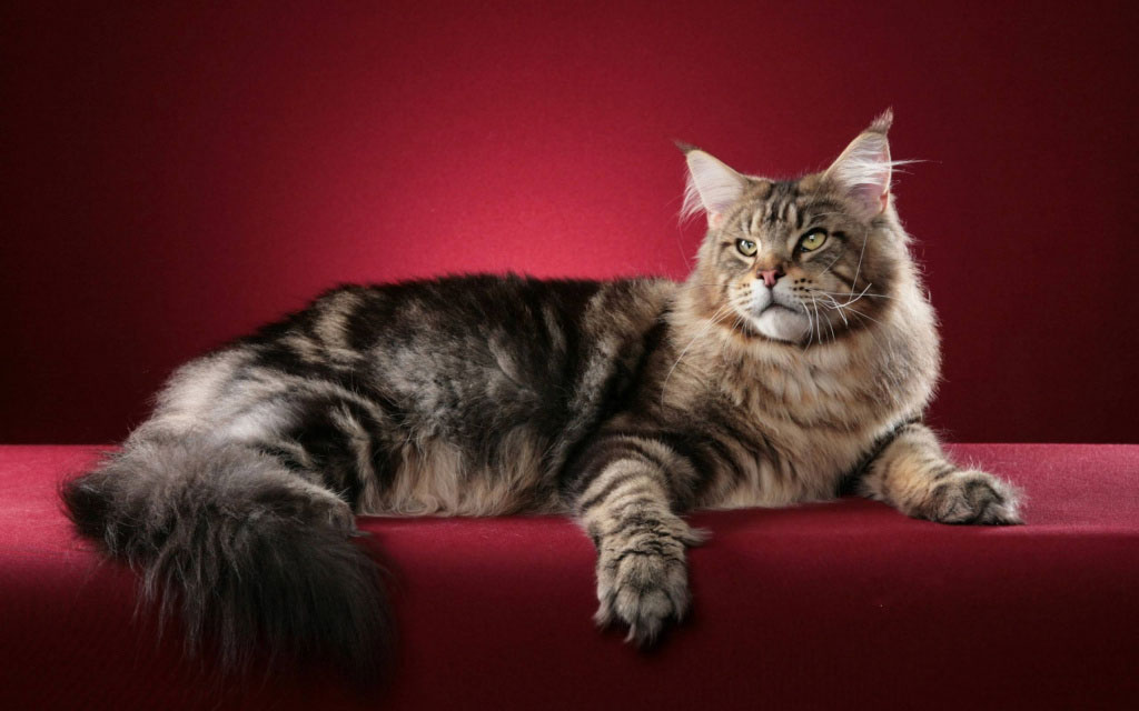 Qu'est-ce qui détermine la durée de vie d'un Maine Coon ?