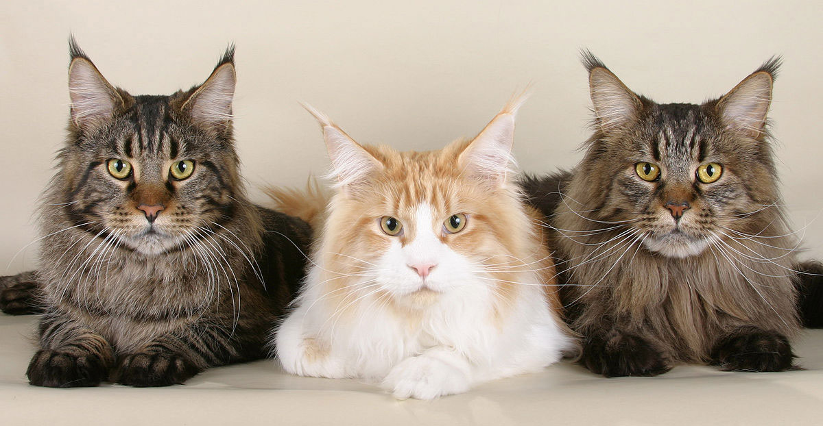 Quelle est la durée de vie des Maine Coons ?