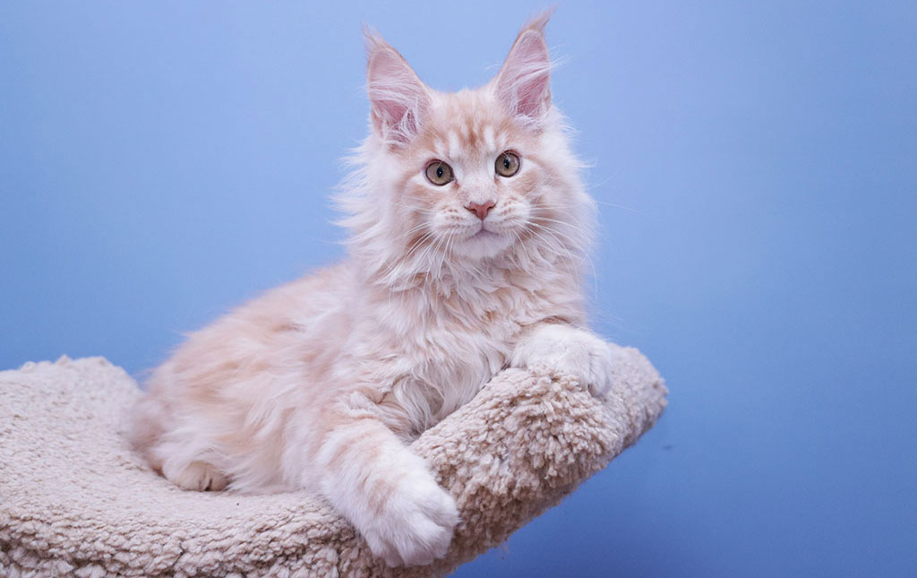 espérance de vie de la race Maine Coon