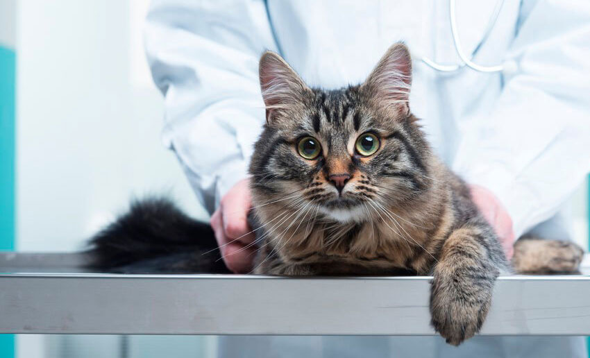 Quelles sont les maladies qui affectent les chats Manx ?