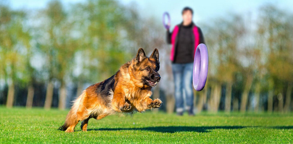 Jouer avec un chien sur l'herbe
