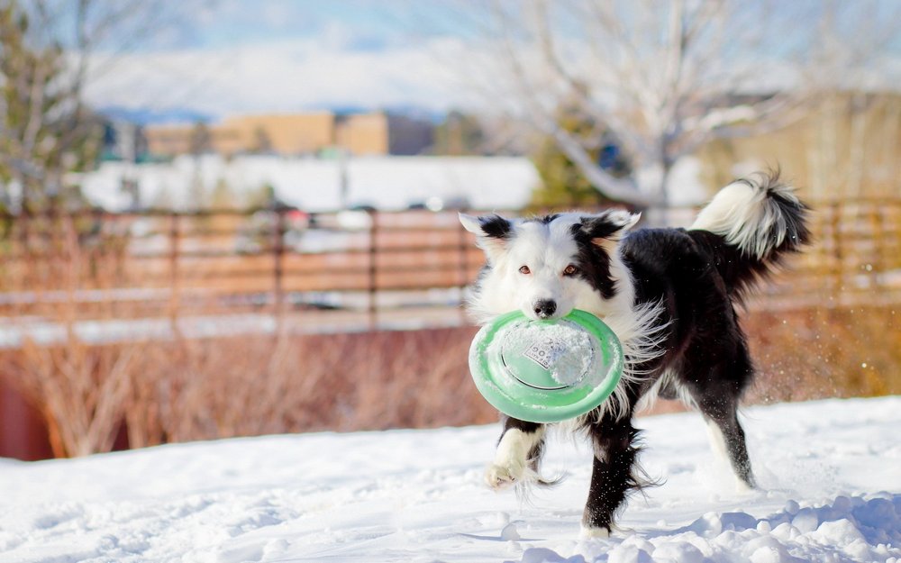 Chien dans la neige