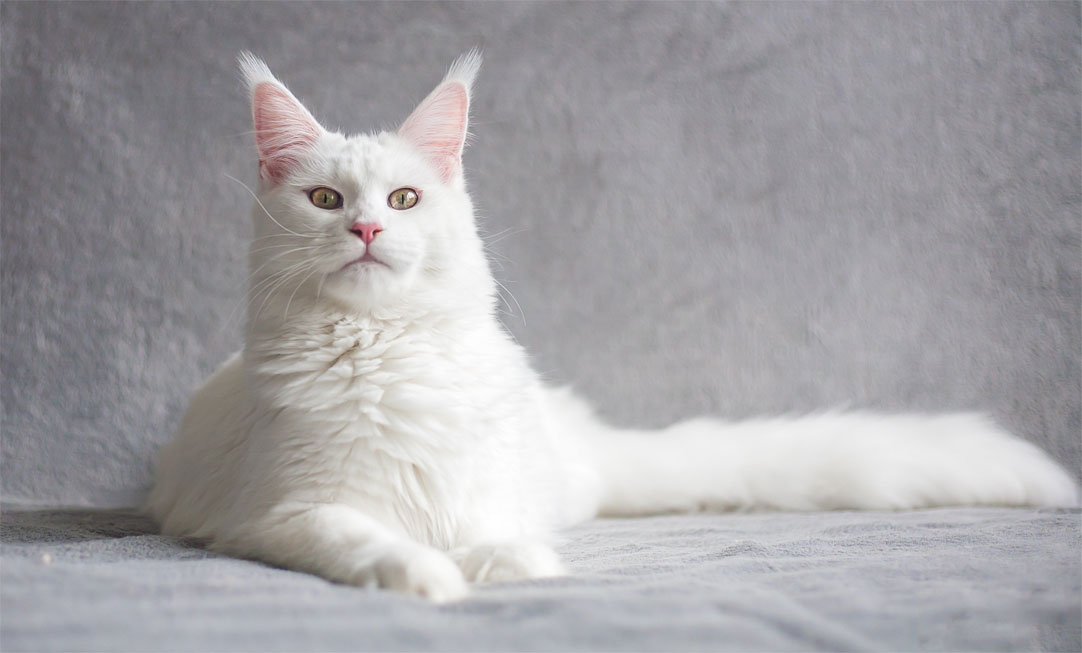 Comment appeler un chat blanc parfait