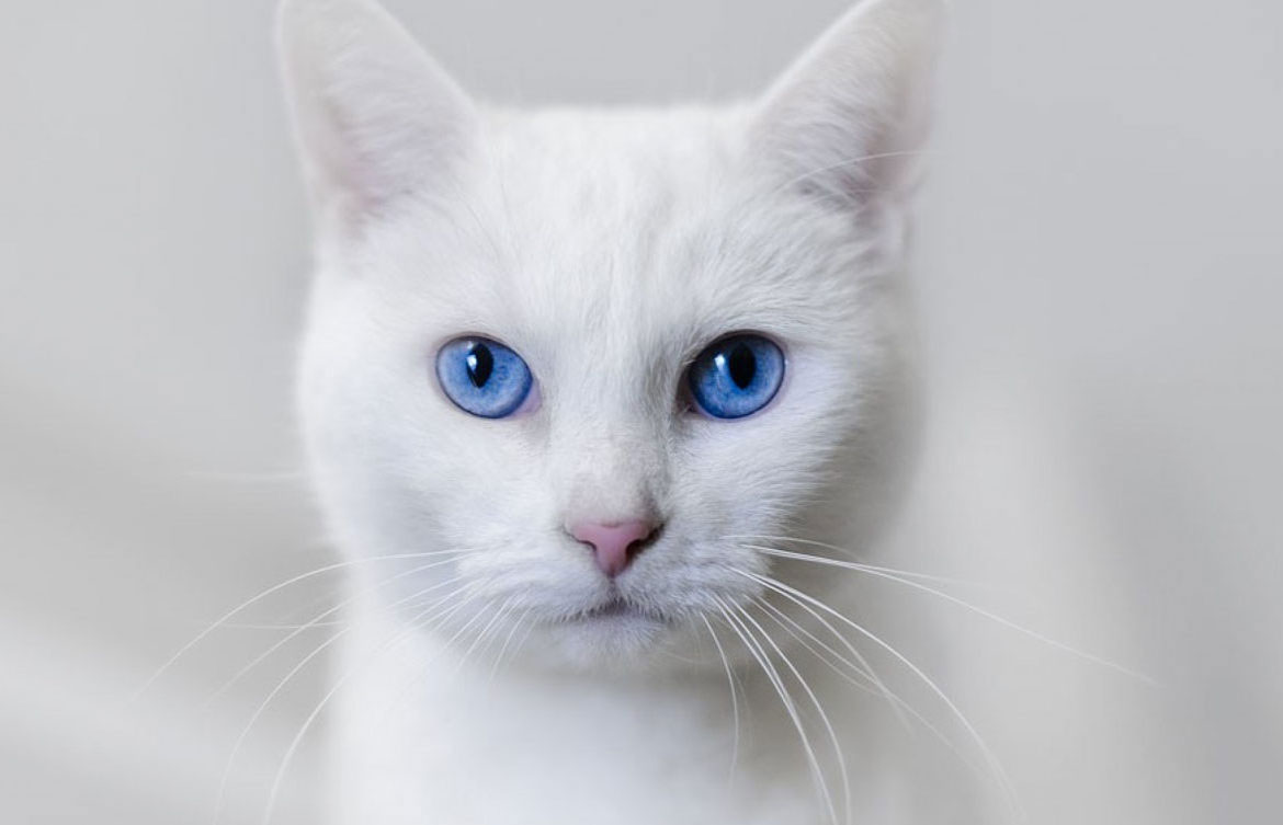 Comment appeler un chat blanc ou un chat aux yeux bleus