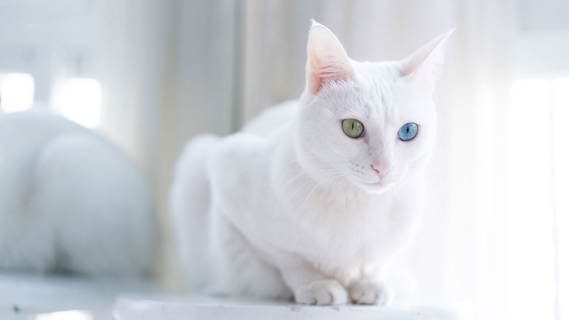 Comment appeler un chat blanc aux yeux verts ?