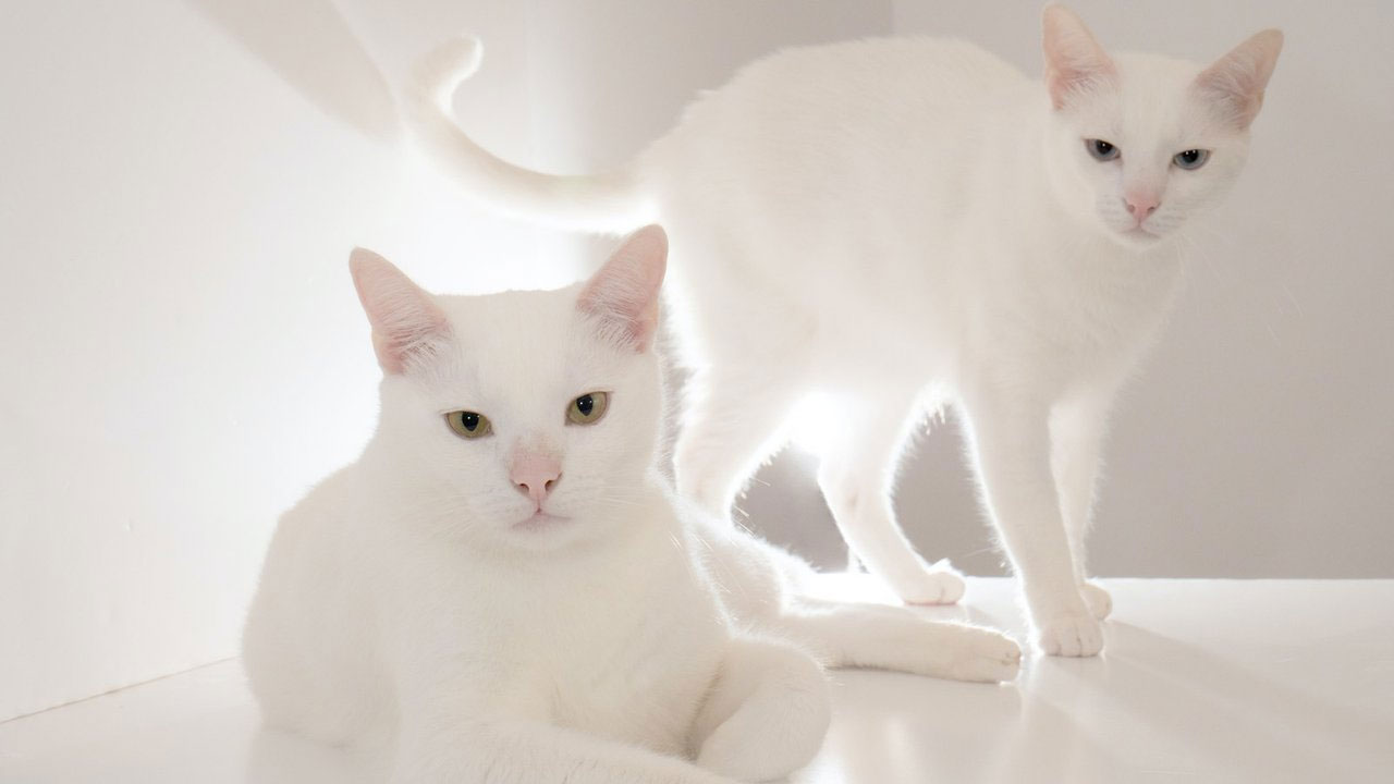 Noms intéressants pour les chats blancs