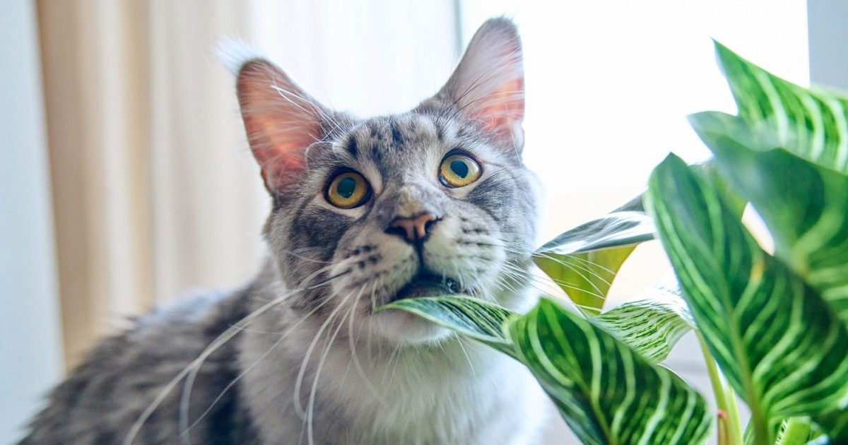 Quelles sont les fleurs d'intérieur toxiques pour les chats ?