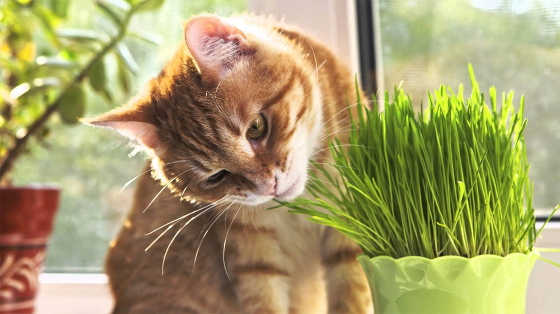 De l'herbe pour un chat