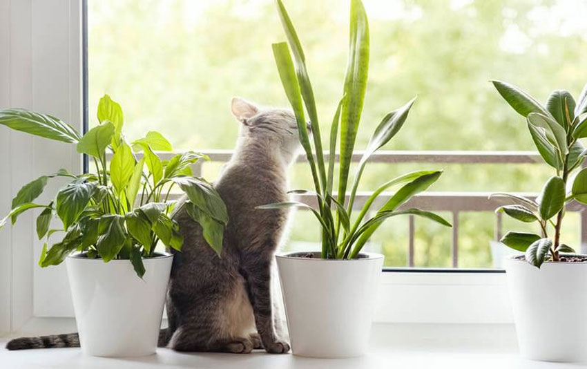 Comment empêcher un chat de grimper dans les pots de fleurs