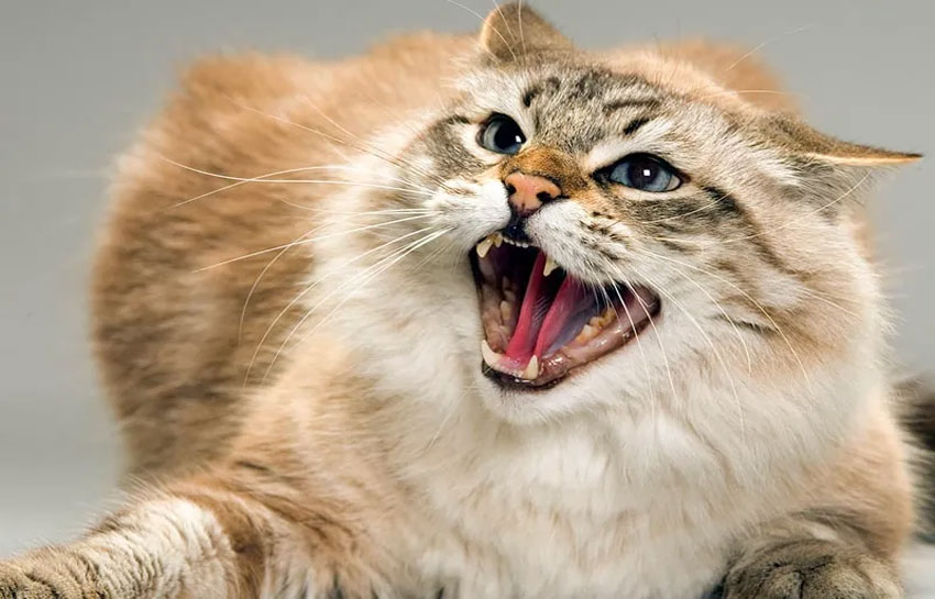 Hyperactivité et agressivité chez les chats en situation de stress