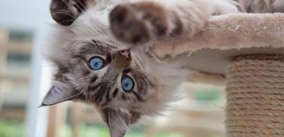 Hyperactivité chez le chat : causes et traitement