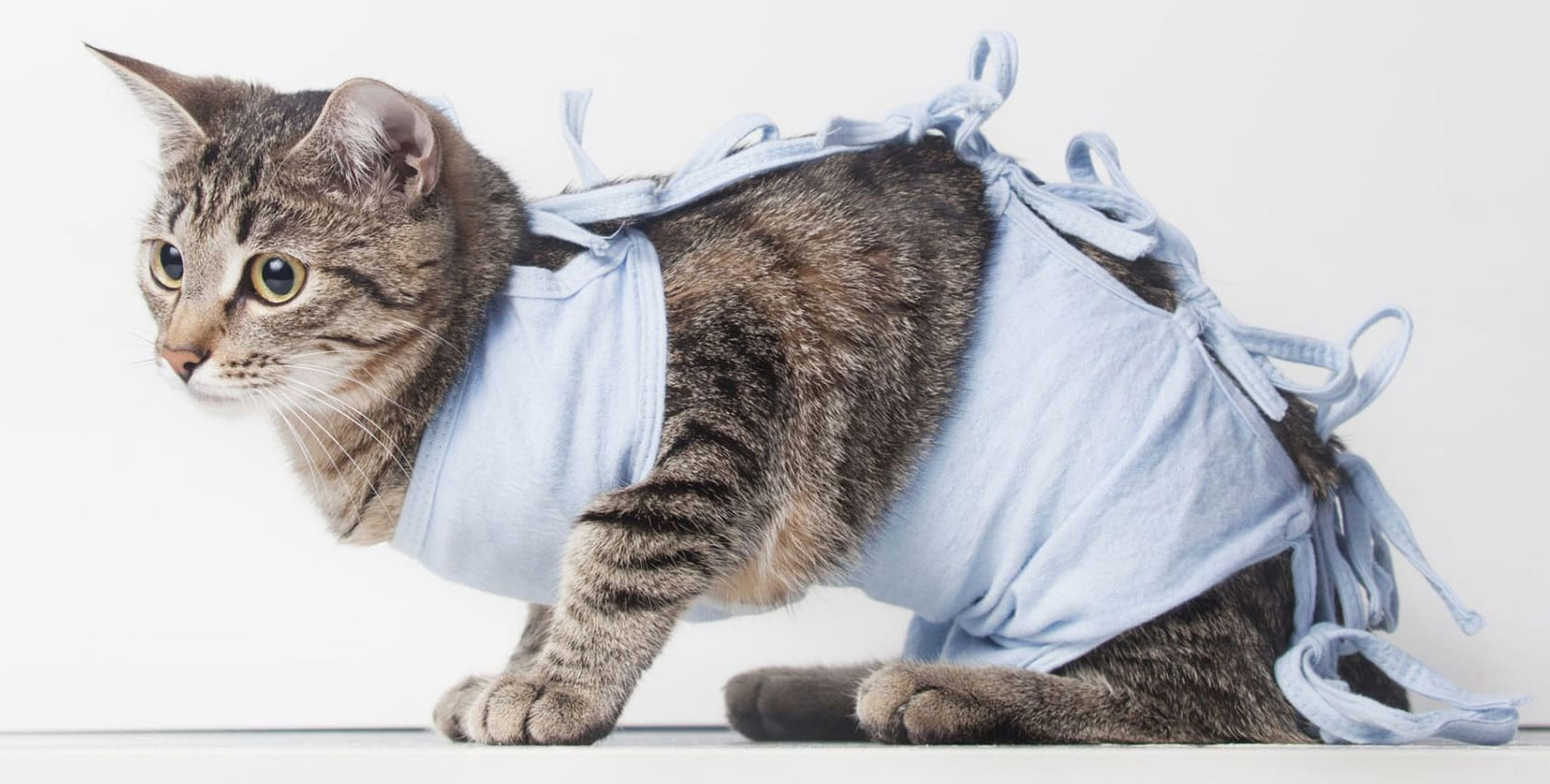 Stérilisation d'un chat