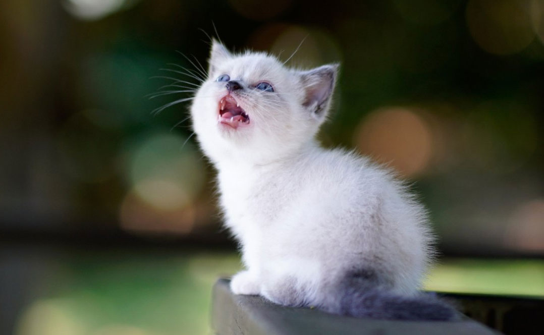 Pourquoi un chaton miaule-t-il la nuit ?