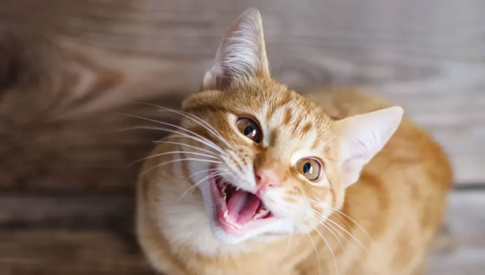 Pourquoi un chat miaule-t-il et que peut-on faire pour y remédier ?