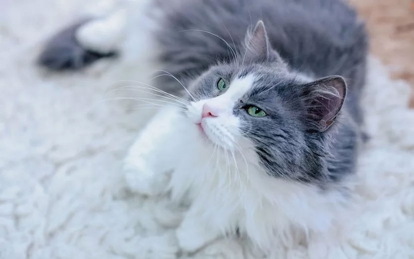 Comportement des chats pendant leurs chaleurs