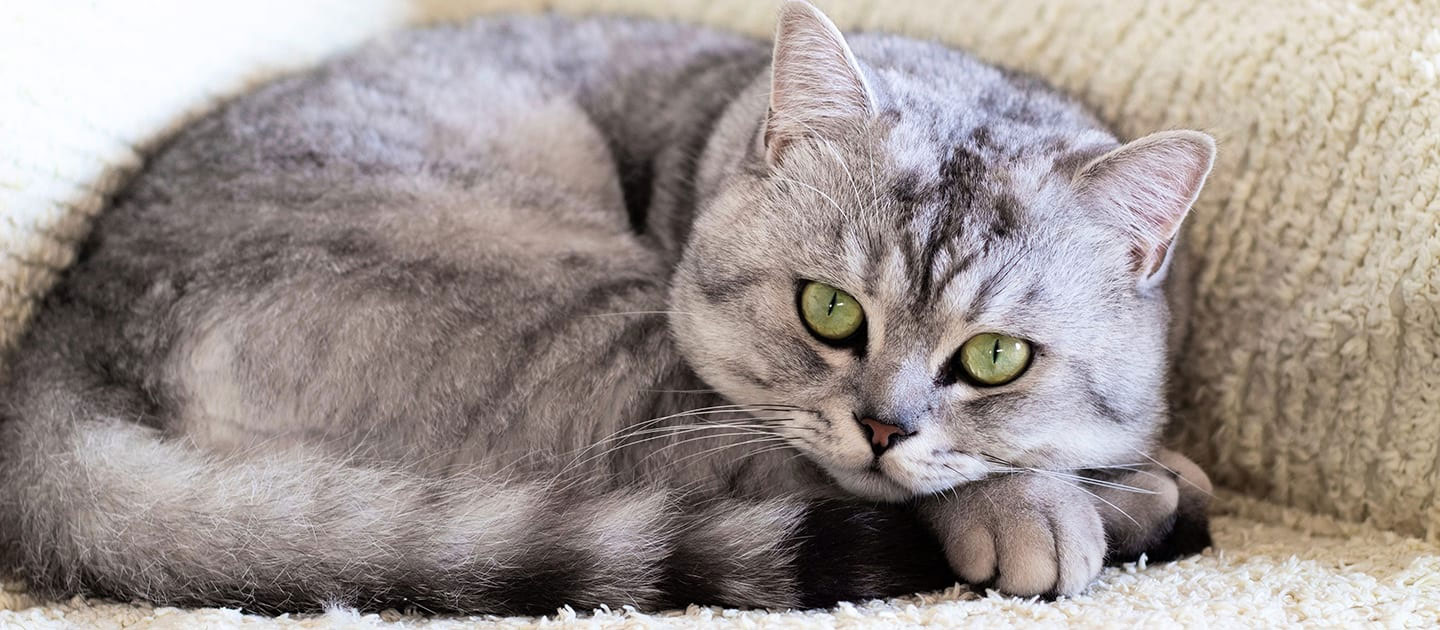 Comment se comporte un chat lorsqu'il marche ?